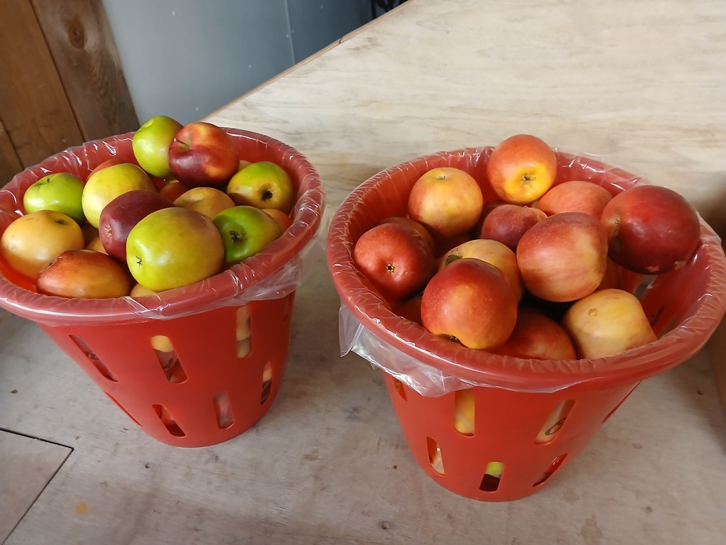 Peck of #2 Apples