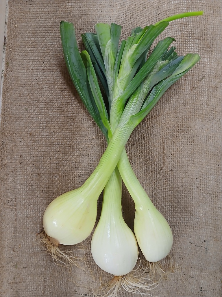 Fresh Candy Onions BOGO