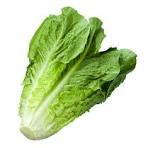 Romaine 