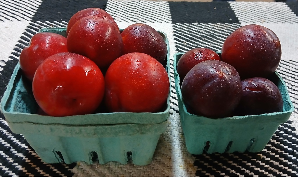 Sugar Plums (Quart)