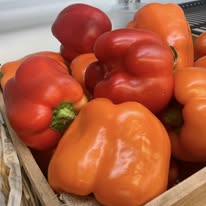 Colored Peppers (ea)  