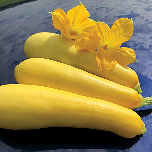 Summer Squash (one) BOGO