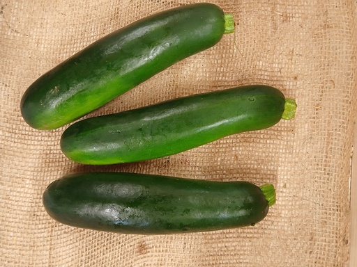 Zucchini (one) 