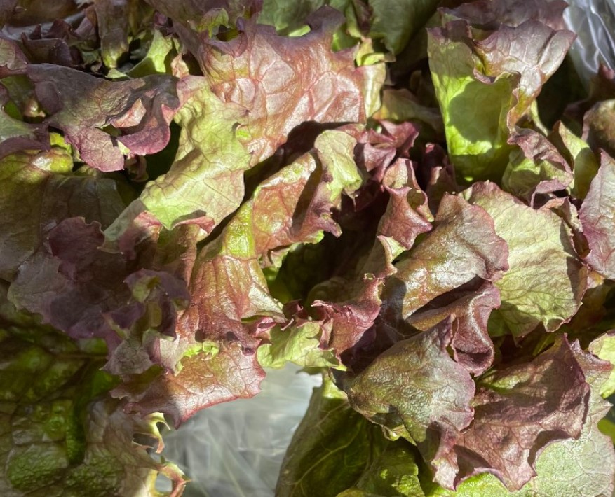 Red Lettuce 