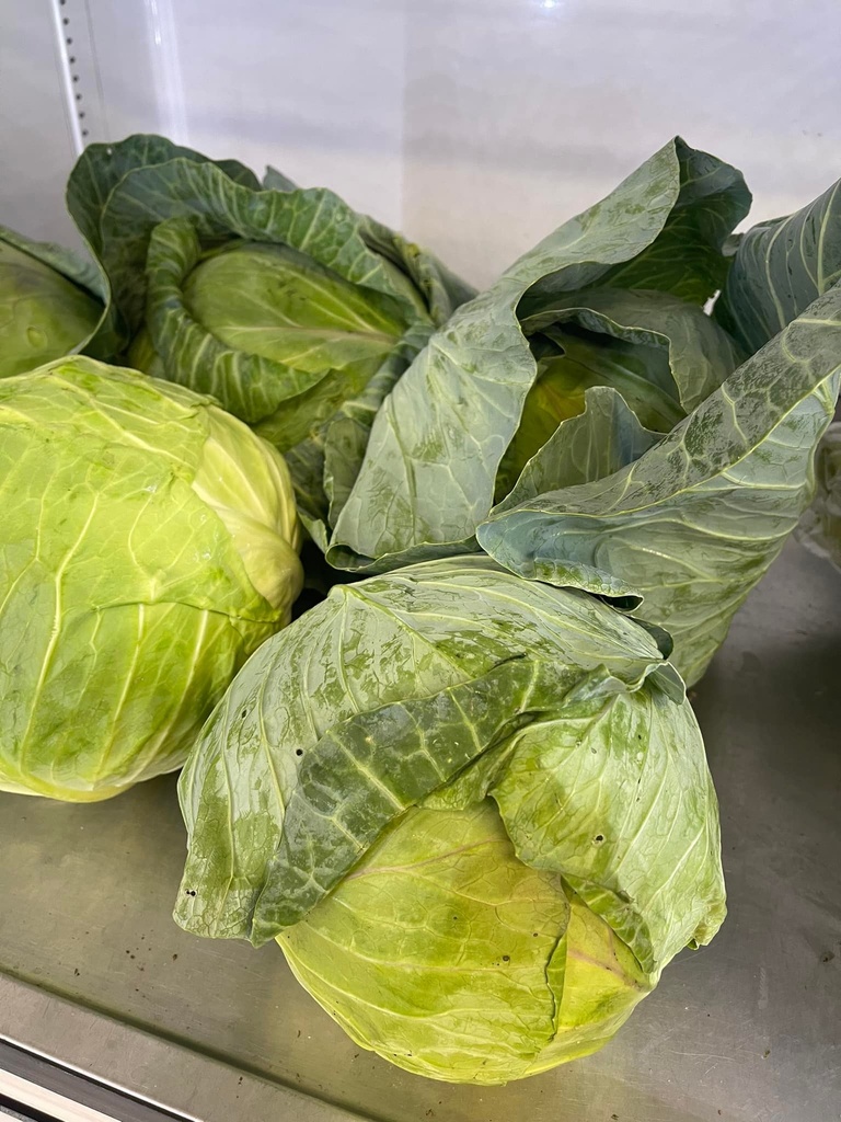 Cabbage  