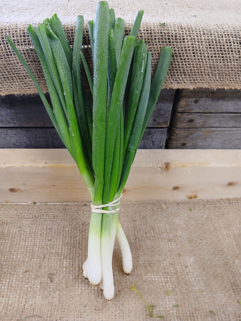 Spring Onions BOGO