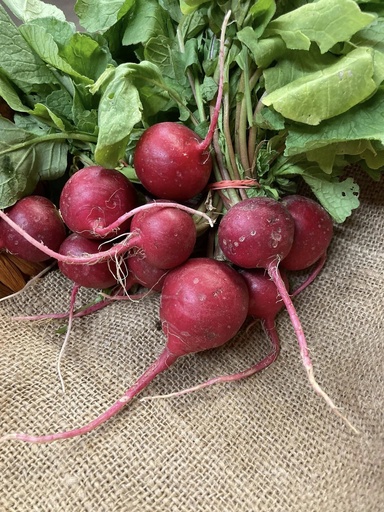 Radishes 
