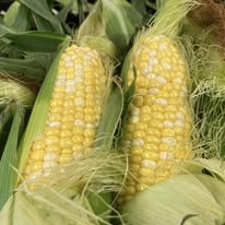 Sweet Corn (ea)